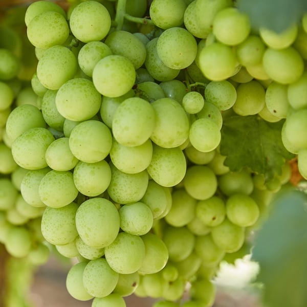our-produce-perfection-fresh-australia
